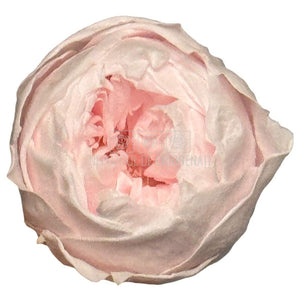 Trandafiri Criogenati set 6 buc - NIKI PIN-99