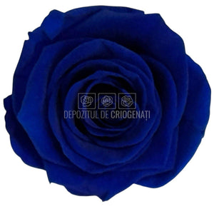 Trandafiri criogenati Lulu L CLASSY BLUE (dia. 6-6,5cm, set 6 buc)