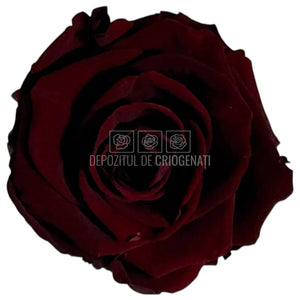 Trandafiri criogenati Lulu L ELEGANT RED WINE (dia. 6-6,5cm, set 6 buc)