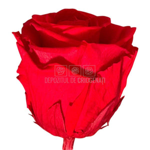 Trandafiri criogenati Lulu L PASIONATE RED (dia. 6-6,5cm, set 6 buc)