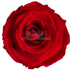 Trandafiri criogenati Lulu L PASIONATE RED (dia. 6-6,5cm, set 6 buc)