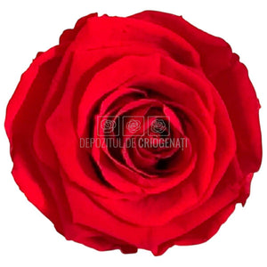 Trandafiri criogenati Lulu L PASIONATE RED (dia. 6-6,5cm, set 6 buc)