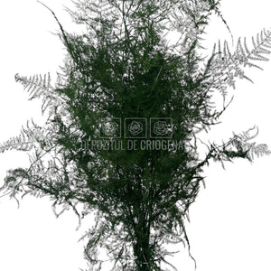 Buchet Asparagus Plumosus Verde criogenat, plantă stabilizată cu aspect natural, perfect pentru florării și decoruri elegante.
