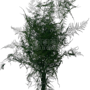 Asparagus Plumosus Verde - Buchet Criogenat cu frunze subțiri și delicate, ideal pentru flori nemuritoare și plante decorative online.