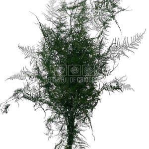 Asparagus Plumosus Verde - Buchet Criogenat cu frunze fine, stabilizat pentru decor floral de durată, ideal pentru aranjamente elegante.