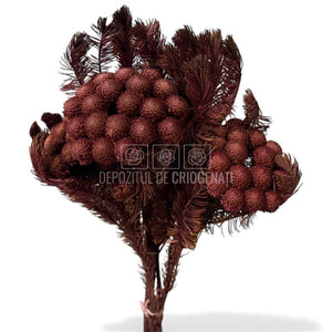 Brunia Albiflora Byzantium (Buchet Criogenat) - Depozitul de Criogenati