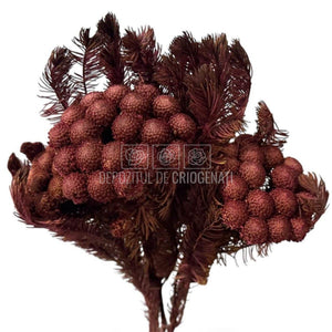 Brunia Albiflora Byzantium (Buchet Criogenat) - Depozitul de Criogenati