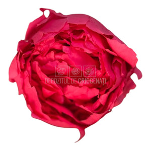 Bujor Criogenat PEONIA DARK PINK (dia. 6 - 6,5cm; set 3 buc /cutie) - DepozituldeCriogenati.ro