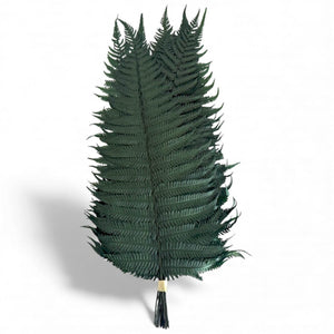 Feriga Verde Parchment (Buchet Criogenat, 10 buc) - Depozitul de Criogenati