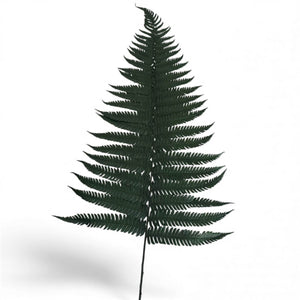 Feriga Verde Parchment (Buchet Criogenat, 10 buc) - Depozitul de Criogenati