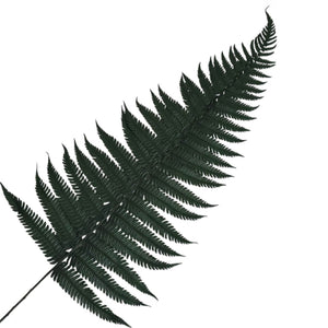 Feriga Verde Parchment (Buchet Criogenat, 10 buc) - Depozitul de Criogenati