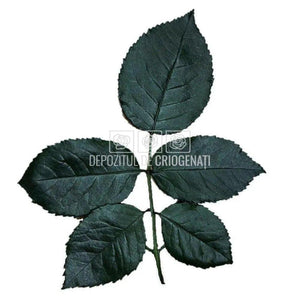 Frunze Criogenate 5 buc/Crenguta (pentru Trandafiri Criogenati) - DepozituldeCriogenati.ro
