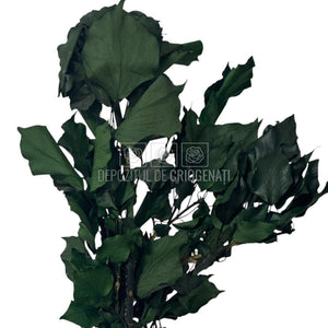 Planta stabilizata Iedera Ivy Arborea Verde, buchet compact cu frunze verzi inchis, livrare rapida in 24h din florarie online.