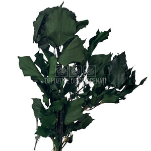 Buchet de Iedera Ivy Arborea Verde criogenata, cu textura naturala si frunze late, ideal pentru aranjamente florale nemuritoare.