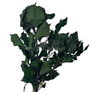 Buchet Criogenat Iedera Ivy Arborea Verde cu aspect natural, ideal pentru cadouri florale si decoratiuni permanente.