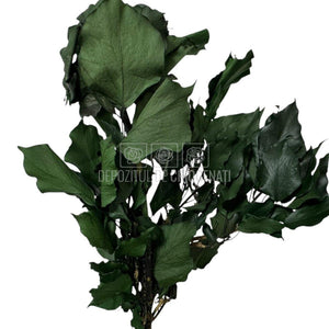Planta stabilizata Iedera Ivy Arborea Verde in buchet dens, potrivita pentru aranjamente florale durabile si elegante.