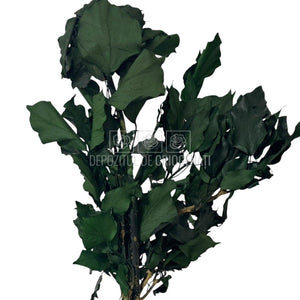 Iedera Ivy Arborea Verde in forma de buchet criogenat, planta stabilizata pentru decoratiuni elegante si durabile.