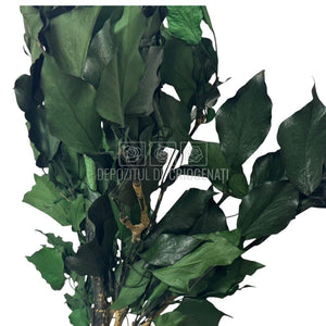 Buchet Criogenat Iedera Ivy Arborea Verde cu frunze mari, lucioase, ideal pentru decor natural cu livrare rapida in 24h.