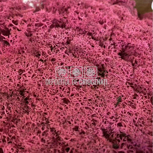 Licheni Decorativi Stabilizati cutie 500gr - Magenta (marca Verdissimo)