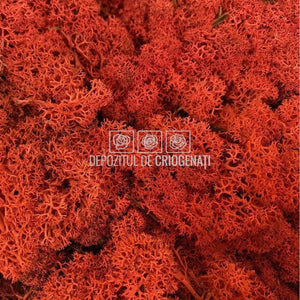 Licheni Decorativi Stabilizati cutie 500gr - Rosu (marca Verdissimo)