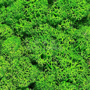 Licheni Decorativi Stabilizati cutie 500gr - Verde Apple (Verdissimo)