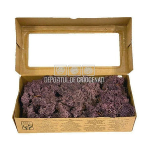 Licheni Decorativi Stabilizati 500gr - Violet (marca Verdissimo) - DepozituldeCriogenati.ro