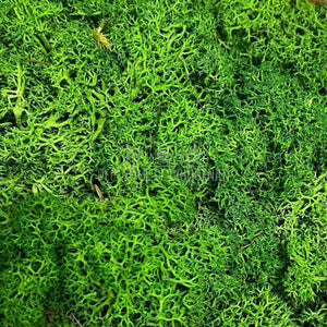 Licheni Decorativi Stabilizati cutie 500gr - Verde Inchis (Verdissimo) - DepozituldeCriogenati.ro