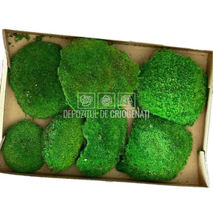 Muschi Stabilizat Bombat Verde (cutie 180gr)