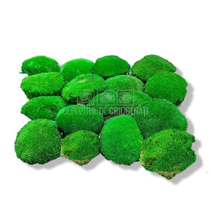 Muschi Stabilizat Bombat Verde (cutie 180gr) - DepozituldeCriogenati.ro