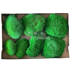 Muschi Stabilizat Bombat Verde (cutie 180gr)