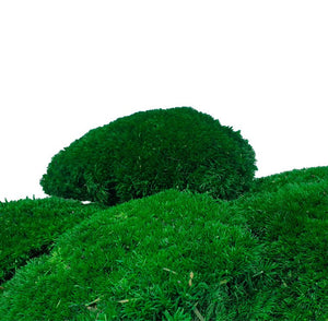 Muschi Stabilizat Bombat Verde inchis (cutie 180gr) - DepozituldeCriogenati.ro