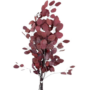 Populus Eucalipt Rosu inchis (Buchet Criogenat) - DepozituldeCriogenati.ro
