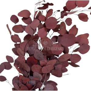 Populus Eucalipt Rosu inchis (Buchet Criogenat) - DepozituldeCriogenati.ro
