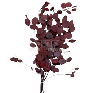 Populus Eucalipt Rosu inchis (Buchet Criogenat) - DepozituldeCriogenati.ro