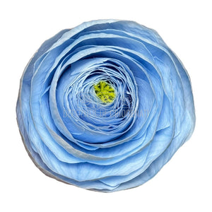 Ranunculus Criogenat BLU-89 (dia. 6cm, set 9 buc /cutie) - DepozituldeCriogenati.ro