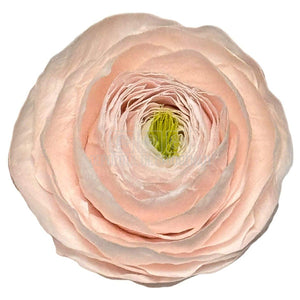 Ranunculus Criogenat Roz Set 9 buc - Depozitul de Criogenati