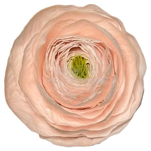 Ranunculus Criogenat Roz Set 9 buc - Depozitul de Criogenati