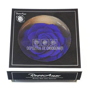 Trandafir Criogenat BONITA BLU-03 (Ø9,5cm, 1 buc /cutie) - DepozituldeCriogenati.ro
