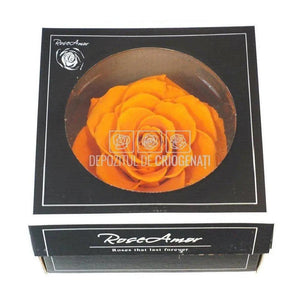 Trandafir Criogenat BONITA ORA-02 (Ø9,5cm, 1 buc /cutie) - DepozituldeCriogenati.ro