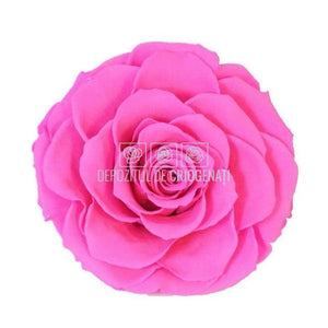 Trandafir Criogenat BONITA PIN-07 (Ø9,5cm, 1 buc /cutie) - DepozituldeCriogenati.ro