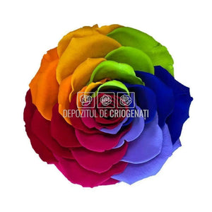 Trandafir Criogenat BONITA RAINBOW RED-02 (Ø9,5cm, 1 buc /cutie) - DepozituldeCriogenati.ro