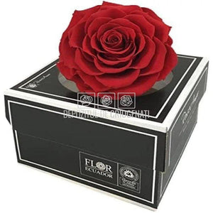 Trandafir Criogenat BONITA RED-01 (Ø9,5cm, 1 buc /cutie) - DepozituldeCriogenati.ro