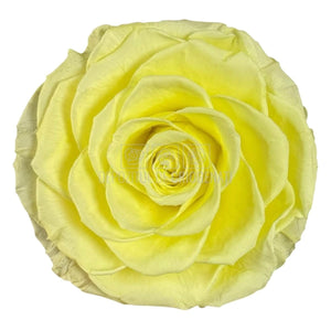 Trandafir Criogenat BONITA YEL - 89 (dia. 9,5cm, 1 buc /cutie) - DepozituldeCriogenati.ro