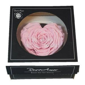 Trandafir Criogenat CORAZON PIN-04 (Ø9cm, 1 buc /cutie) - DepozituldeCriogenati.ro