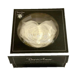 Trandafir Criogenat CORAZON WHI-01 (Ø9cm, 1 buc /cutie) - DepozituldeCriogenati.ro
