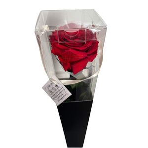 Trandafir Criogenat LORI RED - 02 (50cm, 1 buc ) - DepozituldeCriogenati.ro