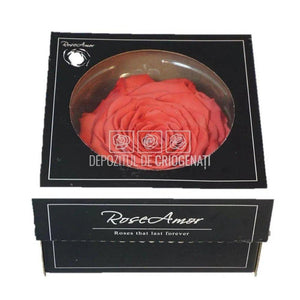 Trandafir Criogenat XXL BIC-10 (Ø9,5cm, 1 buc /cutie) - DepozituldeCriogenati.ro