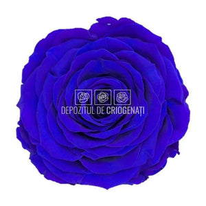 Trandafir Criogenat XXL BLU-03 (Ø9,5cm, 1 buc /cutie) - DepozituldeCriogenati.ro