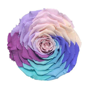 Trandafir Criogenat XXL CANDY RAINBOW PIN-04 Ø9,5cm, 1 buc /cutie - DepozituldeCriogenati.ro