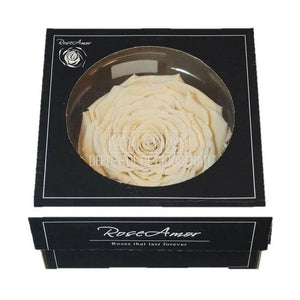 Trandafir Criogenat XXL CHA-01 (Ø9,5cm, 1 buc /cutie) - DepozituldeCriogenati.ro